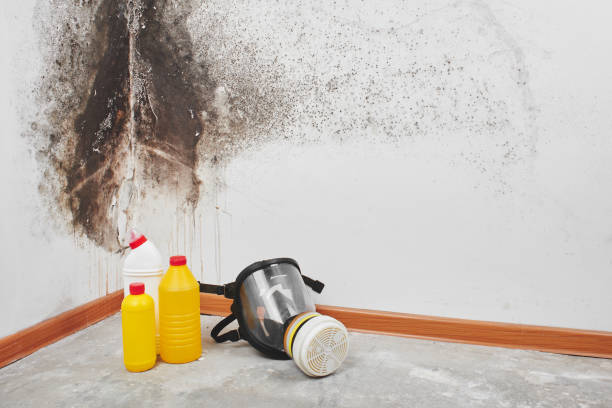 Best Residential Mold Remediation in Huntington Park, CA