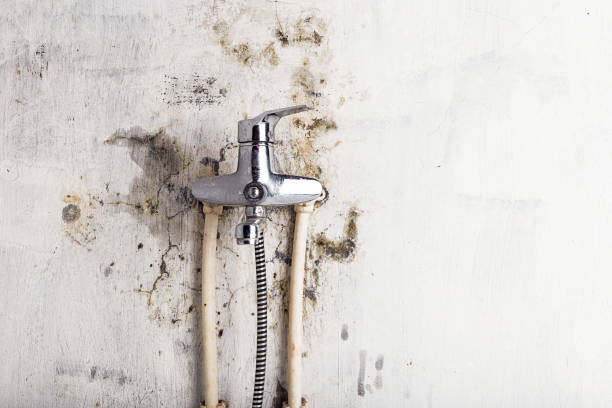 Best Basement Mold Remediation in Huntington Park, CA