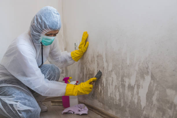 Best Industrial Mold Remediation in Huntington Park, CA