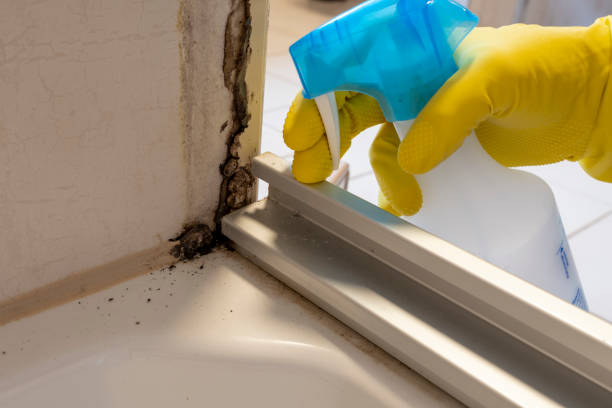 Trusted Huntington Park, CA Mold Remediation Experts
