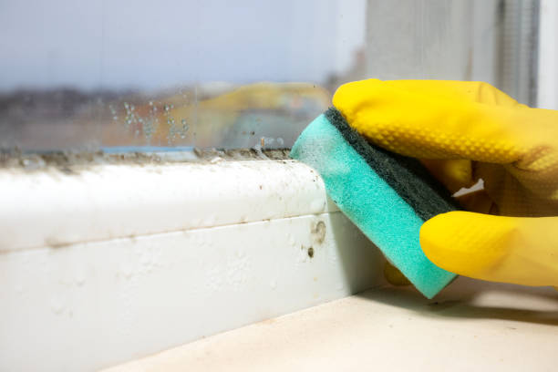 Best Black Mold Remediation in Huntington Park, CA