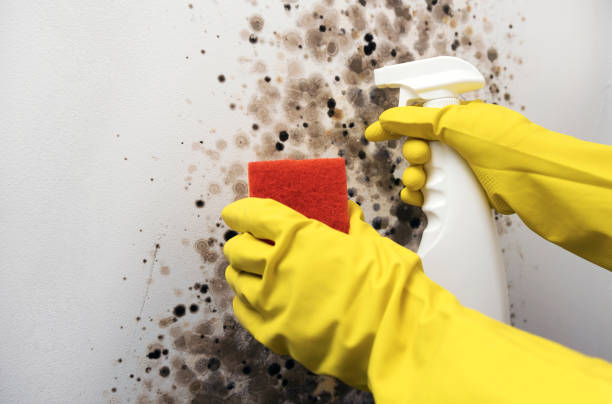 Best White Mold Remediation in Huntington Park, CA