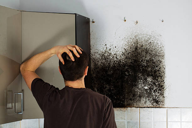 Best Commercial Mold Remediation in Huntington Park, CA