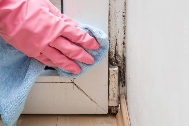 Best Residential Mold Remediation in Huntington Park, CA