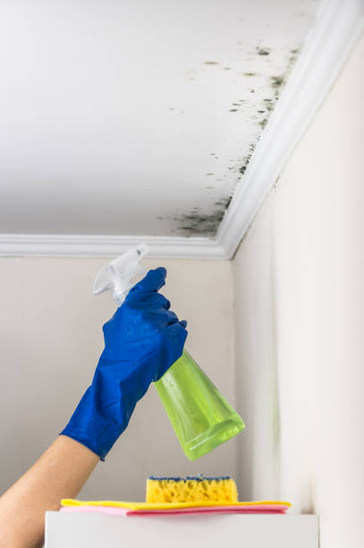 Best Kitchen Mold Remediation in Huntington Park, CA