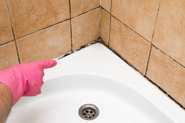 Best Commercial Mold Remediation in Huntington Park, CA